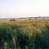 Livelihood option of Assam